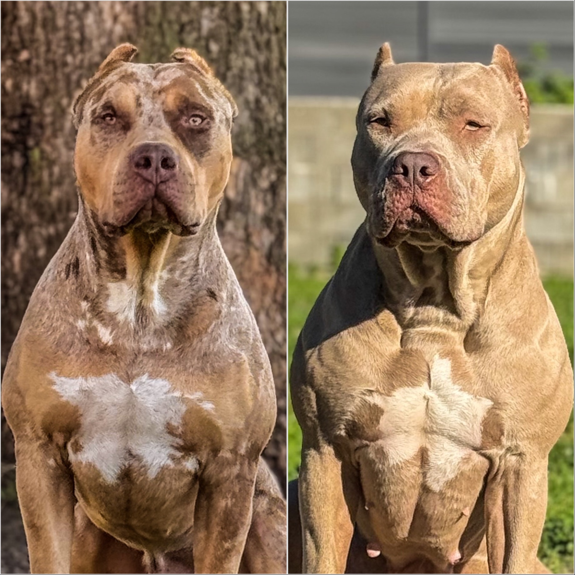 SWB ROSA x DA VINCI