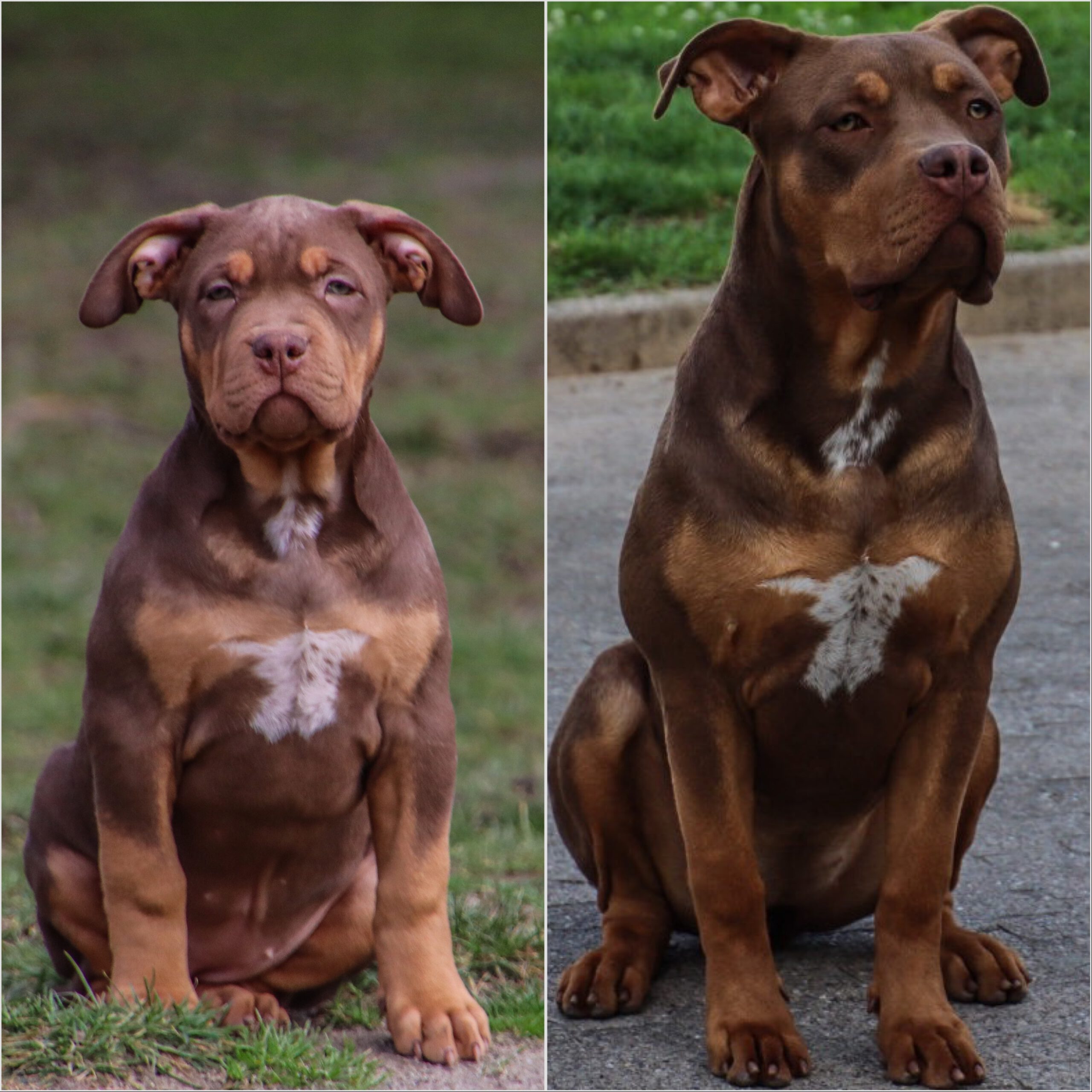 Schwarzwald Bullies Poison Schwarzwald Bullies Poison