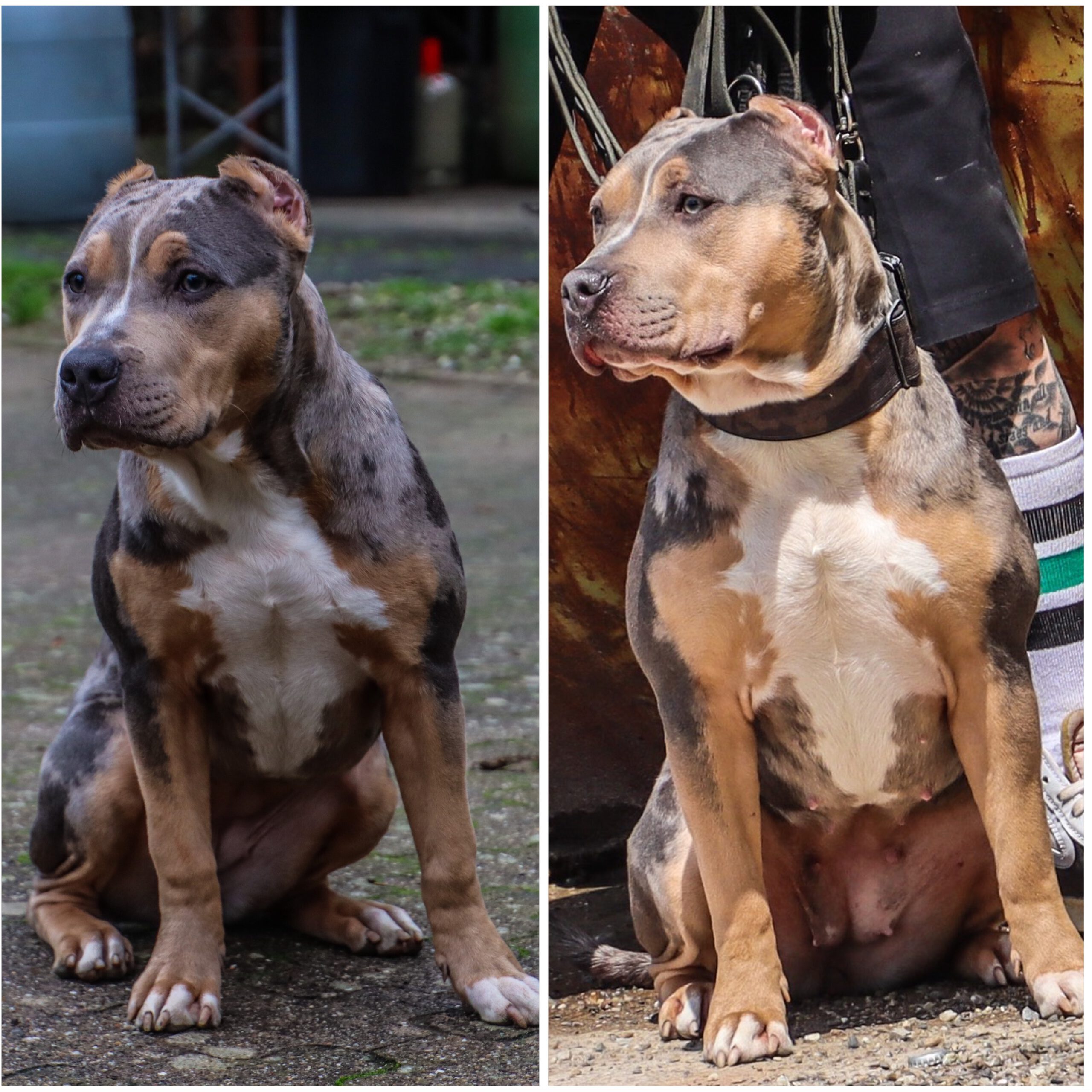 Schwarzwald Bullies Bones Schwarzwald Bullies Bones