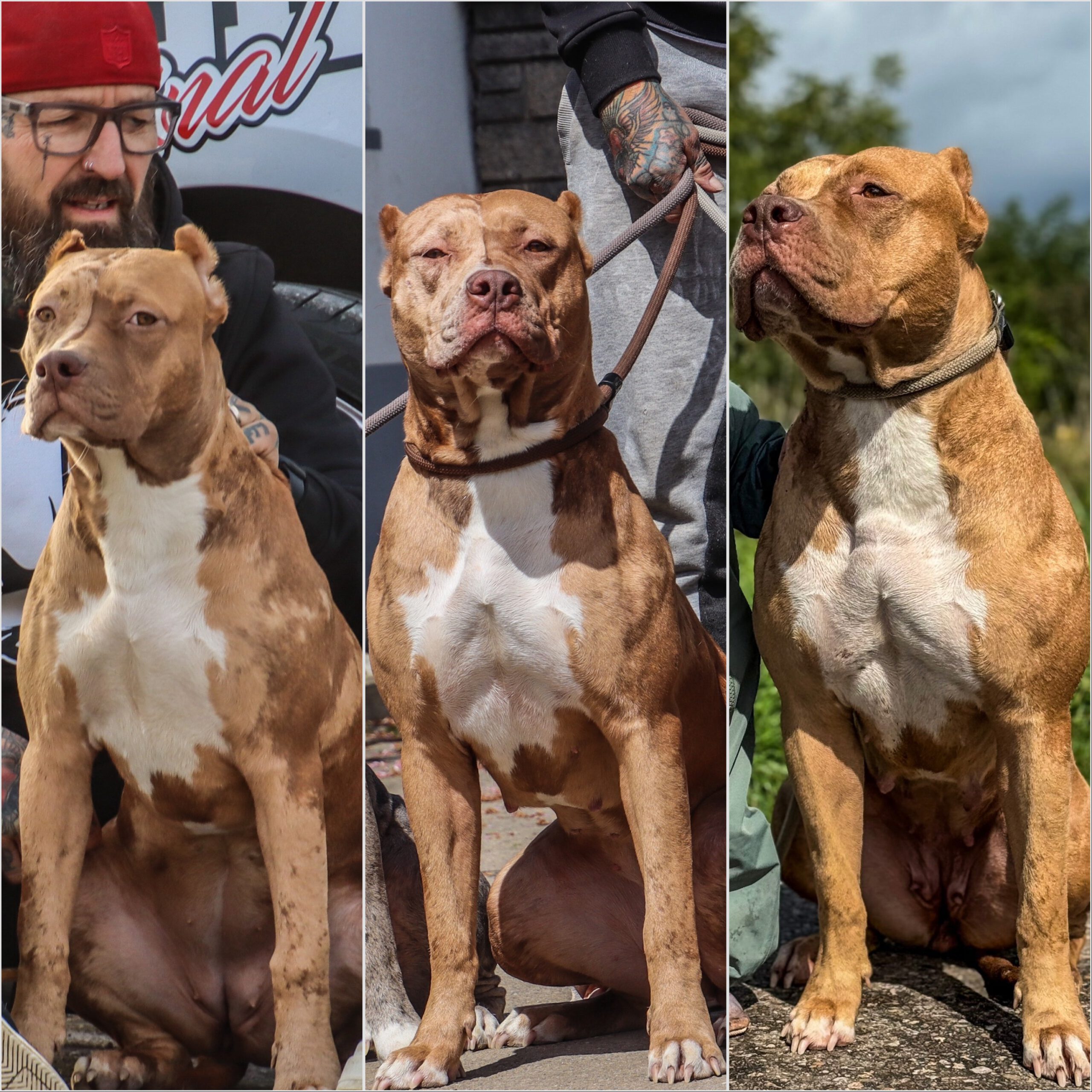 Schwarzwald Bullies Cosmopolitan Schwarzwald Bullies Cosmopolitan