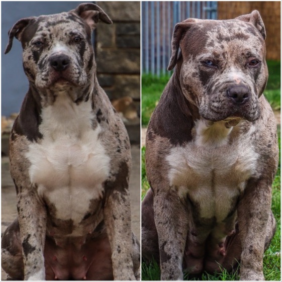 Schwarzwald Bullies Escada Schwarzwald Bullies Escada