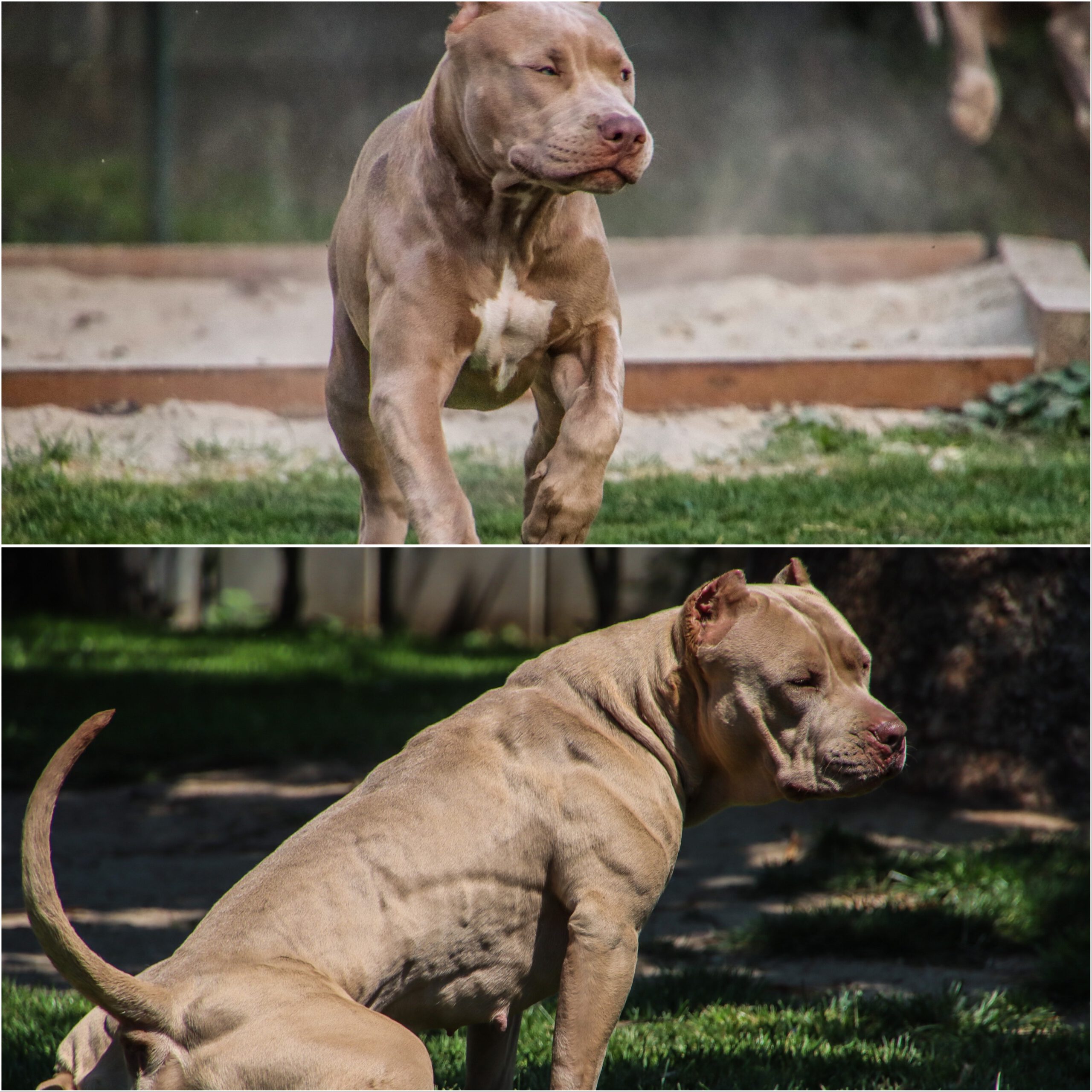 Schwarzwald Bullies Santa Rosa de Lima Schwarzwald Bullies Santa Rosa de Lima